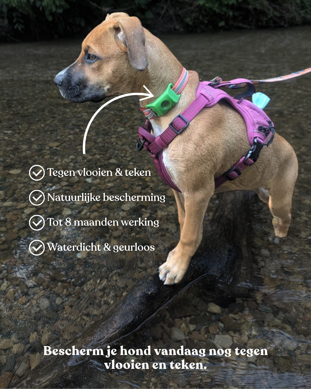 teken en vlooien tag / halsband voor honden