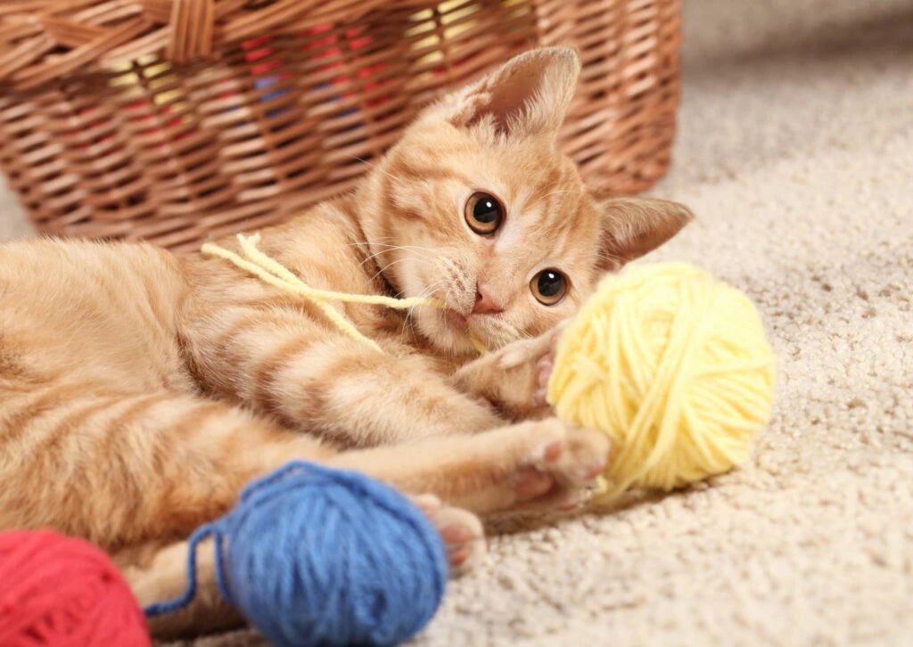 Katten