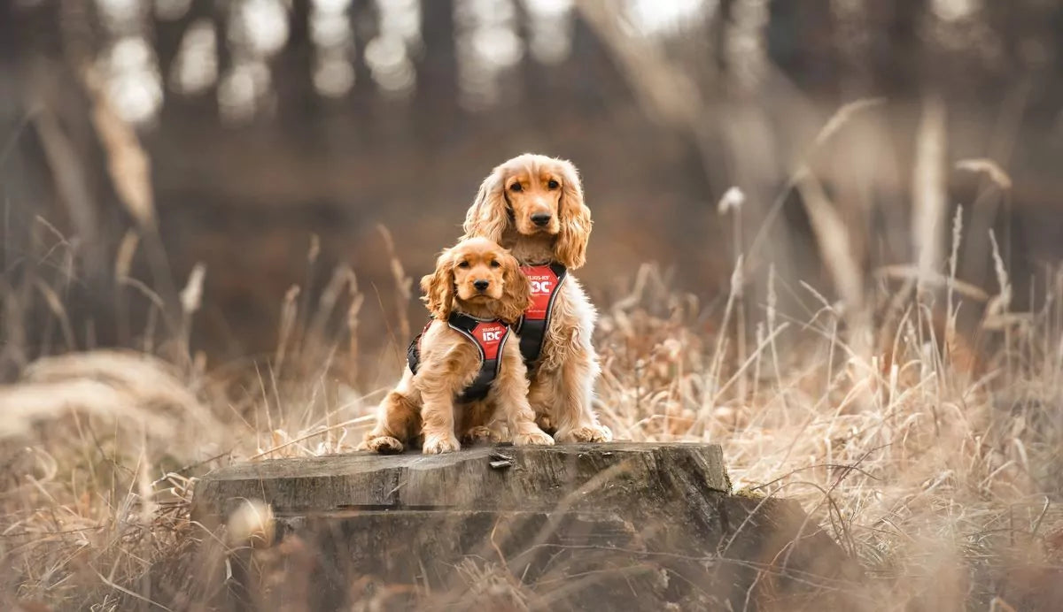 Honden